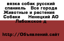 вязка собак русский спаниель - Все города Животные и растения » Собаки   . Ненецкий АО,Лабожское д.